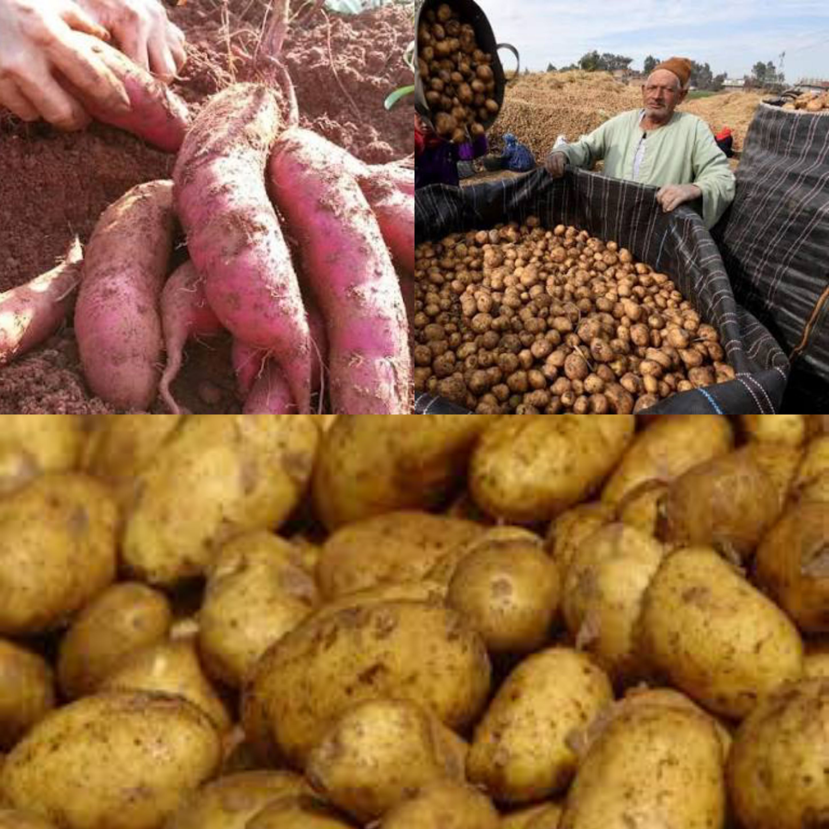 خطير وعاجل .. استيراد البطاط المصرية للأكل 