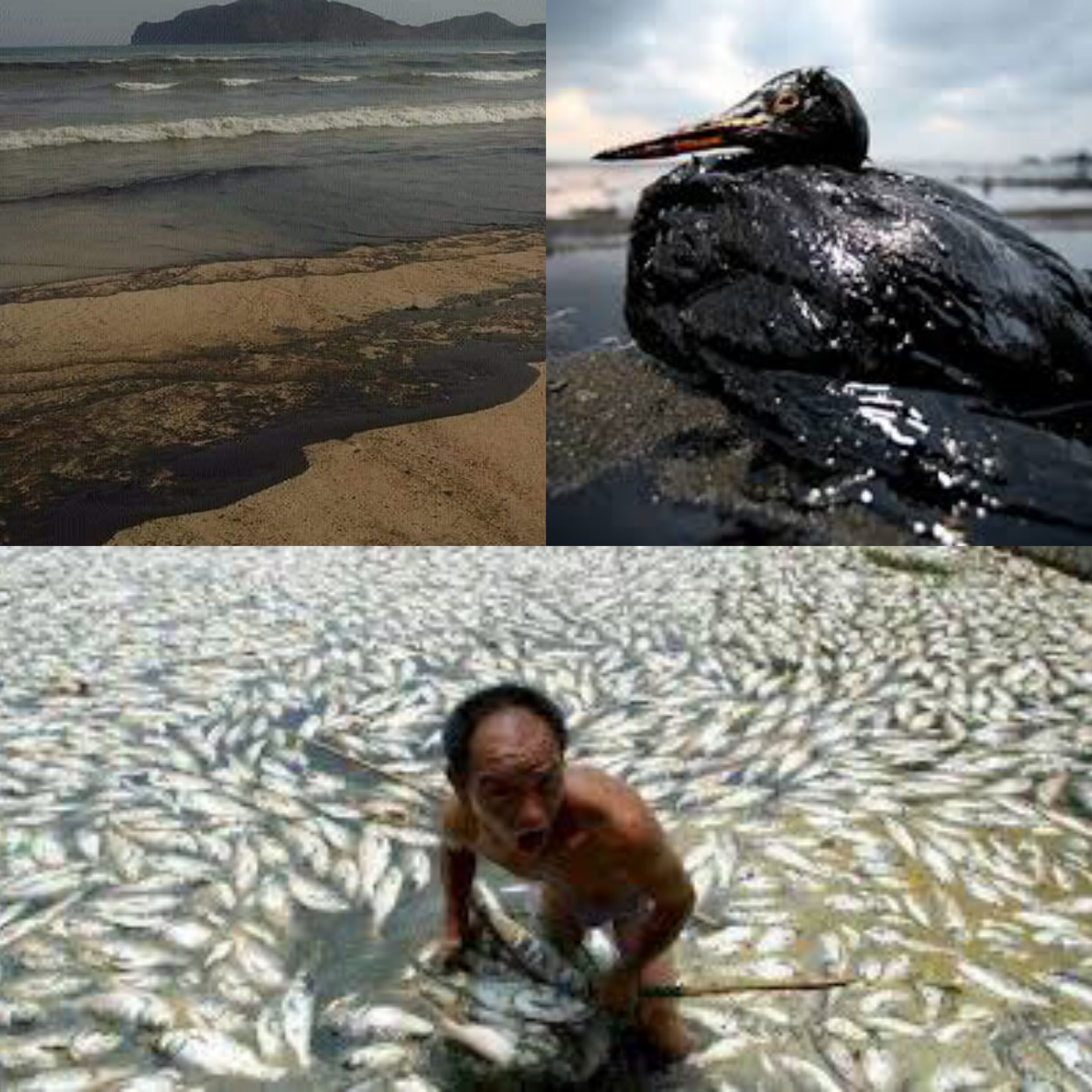 مركز الرصد والتثقيف البيئي يحمل الحكومة مسؤولية التلوث البيئي في السواحل اليمنية ..!!